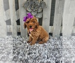Small #2 Poodle (Miniature)