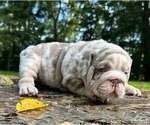 Small English Bulldog