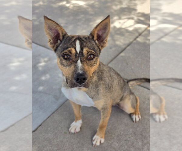 Medium Photo #6 Mutt Puppy For Sale in Lakewood, CO, USA