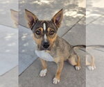 Small #5 Mutt