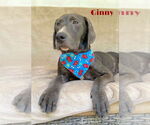 Small Labrador Retriever Mix