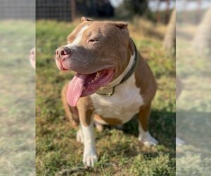 American Bulldog-American Staffordshire Terrier Mix Dogs for adoption in San Antonio, TX, USA