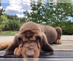 Small Photo #3 Bloodhound Puppy For Sale in COLLINSVILLE, AL, USA