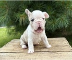 Small #1 French Bulldog