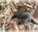 Small Photo #3 Labrador Retriever Puppy For Sale in CORDELE, GA, USA