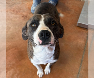 American Pit Bull Terrier-Unknown Mix Dogs for adoption in Bolivar, MO, USA