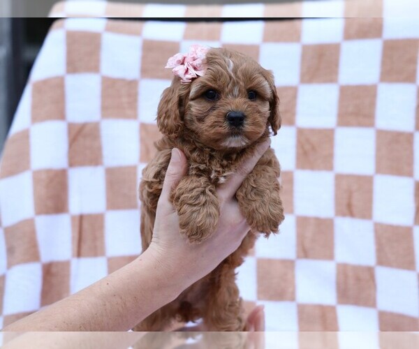 Medium Photo #4 Cavapoo (Miniature) Puppy For Sale in LIBERTY, KY, USA