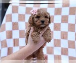 Small #3 Cavapoo (Miniature)