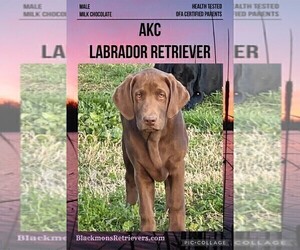Labrador Retriever Puppy for Sale in BROWNS VALLEY, California USA