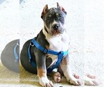 Small Photo #18 American Bully Puppy For Sale in PALMDALE, CA, USA