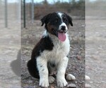 Puppy BTM Australian Shepherd