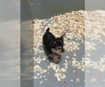 Small Photo #4 Yorkshire Terrier Puppy For Sale in CARROLLTON, GA, USA