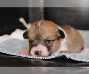 Pembroke Welsh Corgi Puppy for sale in FAIR GROVE, MO, USA