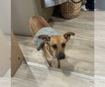 Small #3 Mountain Cur Mix