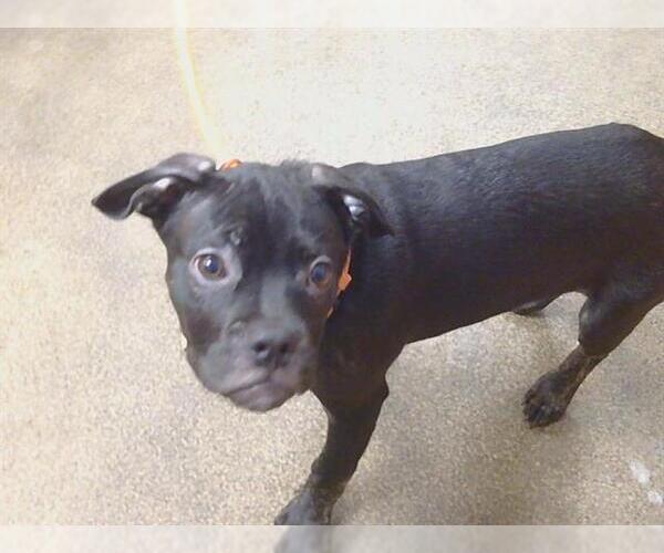 Medium Photo #1 Bulldog-Unknown Mix Puppy For Sale in Sacramento, CA, USA