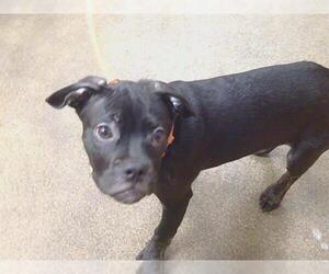 Bulldog-Unknown Mix Dogs for adoption in Sacramento, CA, USA