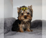 Image preview for Ad Listing. Nickname: AKC Maddie