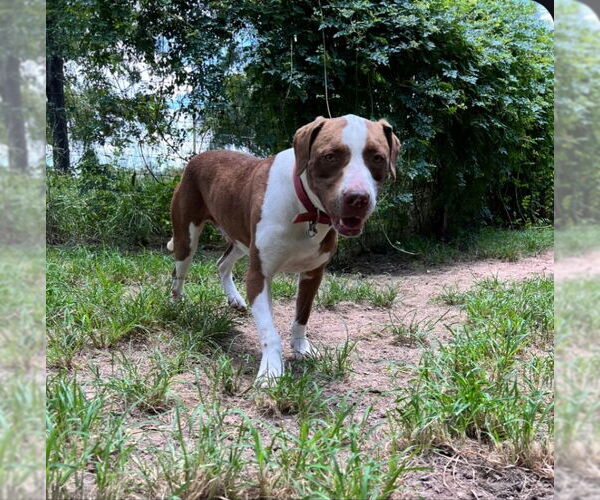Medium Photo #17 American Staffordshire Terrier-Labrador Retriever Mix Puppy For Sale in Winston Salem, NC, USA