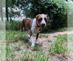 Small #16 American Staffordshire Terrier-Labrador Retriever Mix