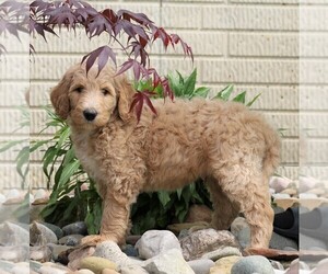 Labradoodle-Poodle (Standard) Mix Puppy for sale in FREDERICKSBG, OH, USA