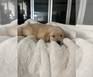 Golden Retriever Puppy for sale in SPRING, TX, USA