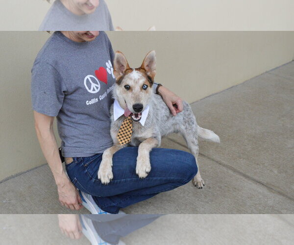 Medium Photo #3 Mutt Puppy For Sale in McKinney, TX, USA