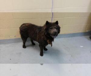 Chow Chow-Unknown Mix Dogs for adoption in Tulsa, OK, USA