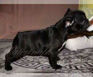 French Bulldog Puppy for sale in Moscow, Moscow, Russia