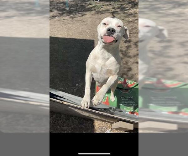 Medium Photo #1 American Staffordshire Terrier-Unknown Mix Puppy For Sale in San Antonio, TX, USA