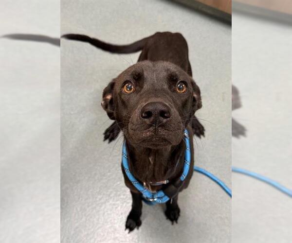 Medium Photo #1 Labrador Retriever Puppy For Sale in Baytown, TX, USA