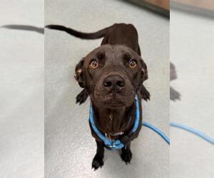 Labrador Retriever Dogs for adoption in Baytown, TX, USA