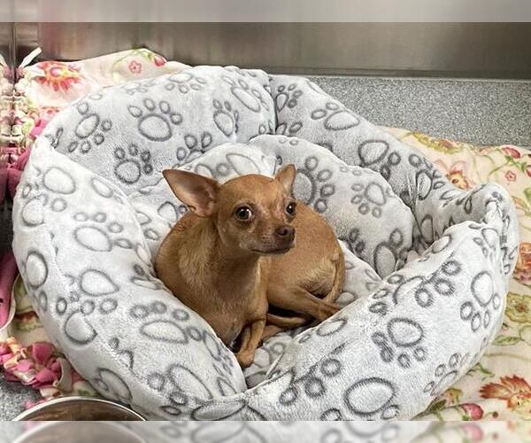 Medium Photo #1 Chihuahua Puppy For Sale in Orange, CA, USA