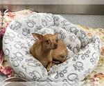 Small Chihuahua