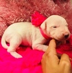Small Photo #7 Dogo Argentino Puppy For Sale in LUTZ, FL, USA