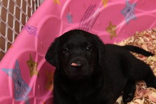 Medium Labrador Retriever