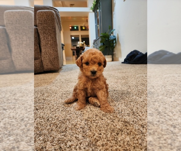 Medium Photo #2 Maltipoo (Miniature) Puppy For Sale in MESA, AZ, USA