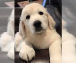 Small Photo #8 Golden Retriever Puppy For Sale in KANSAS CITY, MO, USA