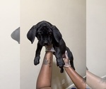 Small Photo #4 Cane Corso Puppy For Sale in WALNUT GROVE, GA, USA