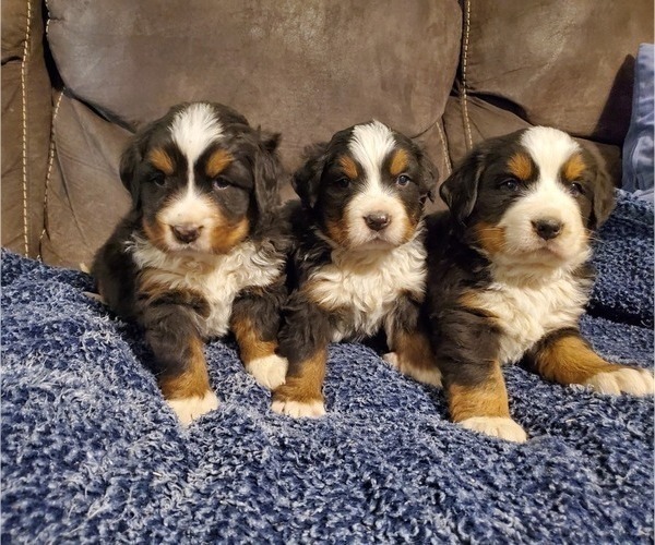 Medium Photo #2 Bernese Mountain Dog Puppy For Sale in LEETONIA, OH, USA