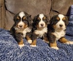 Small Photo #2 Bernese Mountain Dog Puppy For Sale in LEETONIA, OH, USA