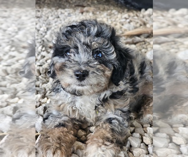 Medium Photo #1 Aussie-Poo-Aussiedoodle Mix Puppy For Sale in TAYLOR, TX, USA