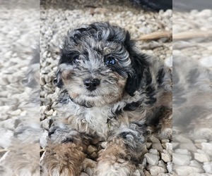 Aussie-Poo-Aussiedoodle Mix Puppy for sale in TAYLOR, TX, USA