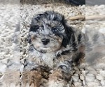 Small Aussie-Poo-Aussiedoodle Mix
