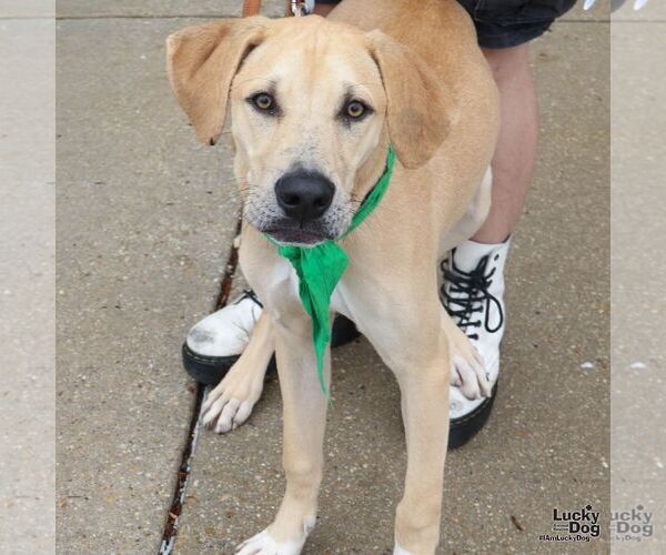 Medium Photo #3 Labrador Retriever-Unknown Mix Puppy For Sale in Washington, DC, USA