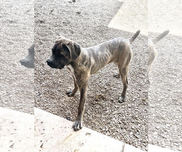 Medium Photo #2 Mutt Puppy For Sale in Pampa, TX, USA