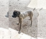 Small #1 Mutt