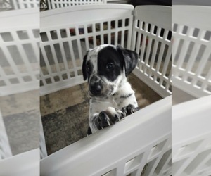Australian Shepherd-Dalmatian Mix Puppy for sale in CHAMPION, OH, USA