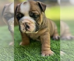 Small Photo #19 Bulldog Puppy For Sale in STOCKBRIDGE, GA, USA