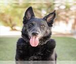 Small #2 German Shepherd Dog Mix
