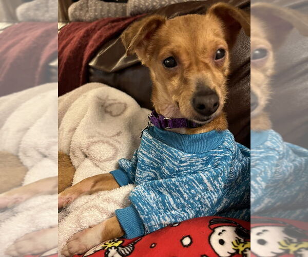 Medium Photo #4 Chihuahua-Unknown Mix Puppy For Sale in Mundelein, IL, USA